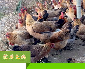 楊澤江農(nóng)產(chǎn)品供應(yīng)基地 中國惠農(nóng)網(wǎng)上的優(yōu)質(zhì)食用農(nóng)產(chǎn)品批發(fā)商