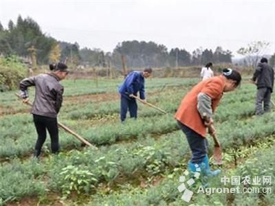 綠寶石毛豆最遲種植時(shí)間與食用農(nóng)產(chǎn)品批發(fā)實(shí)用指南