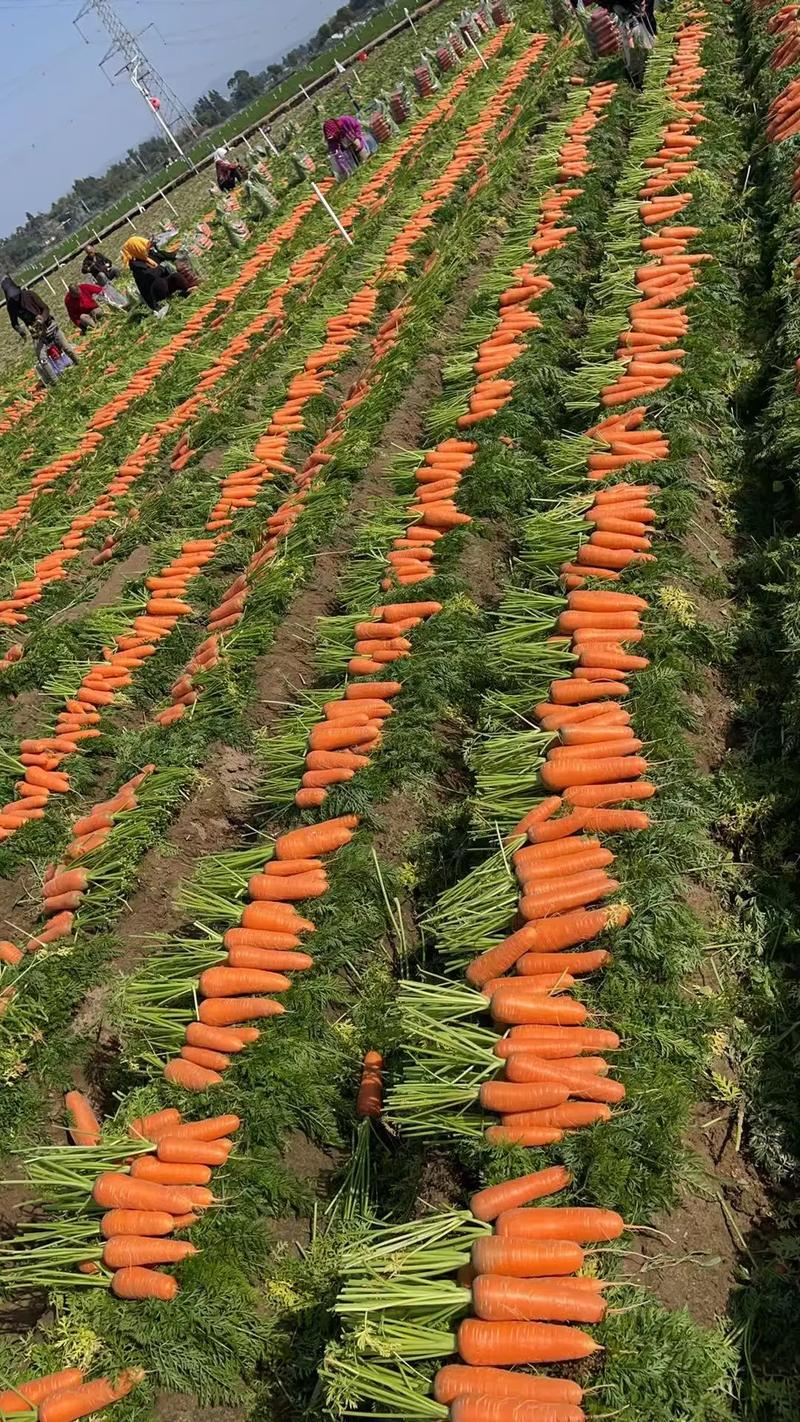 福建紅蘿卜上市，食用農(nóng)產(chǎn)品初加工提升品質(zhì)與價(jià)值